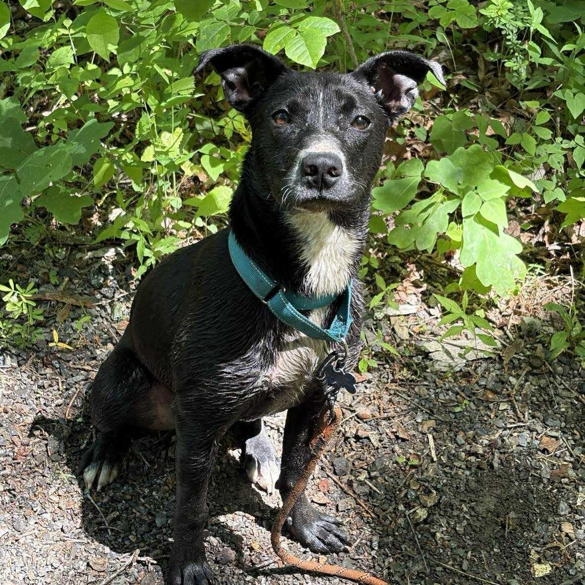 Iggy, a ADOPTABLE Mixed Breed in Wando, SC image 3/6