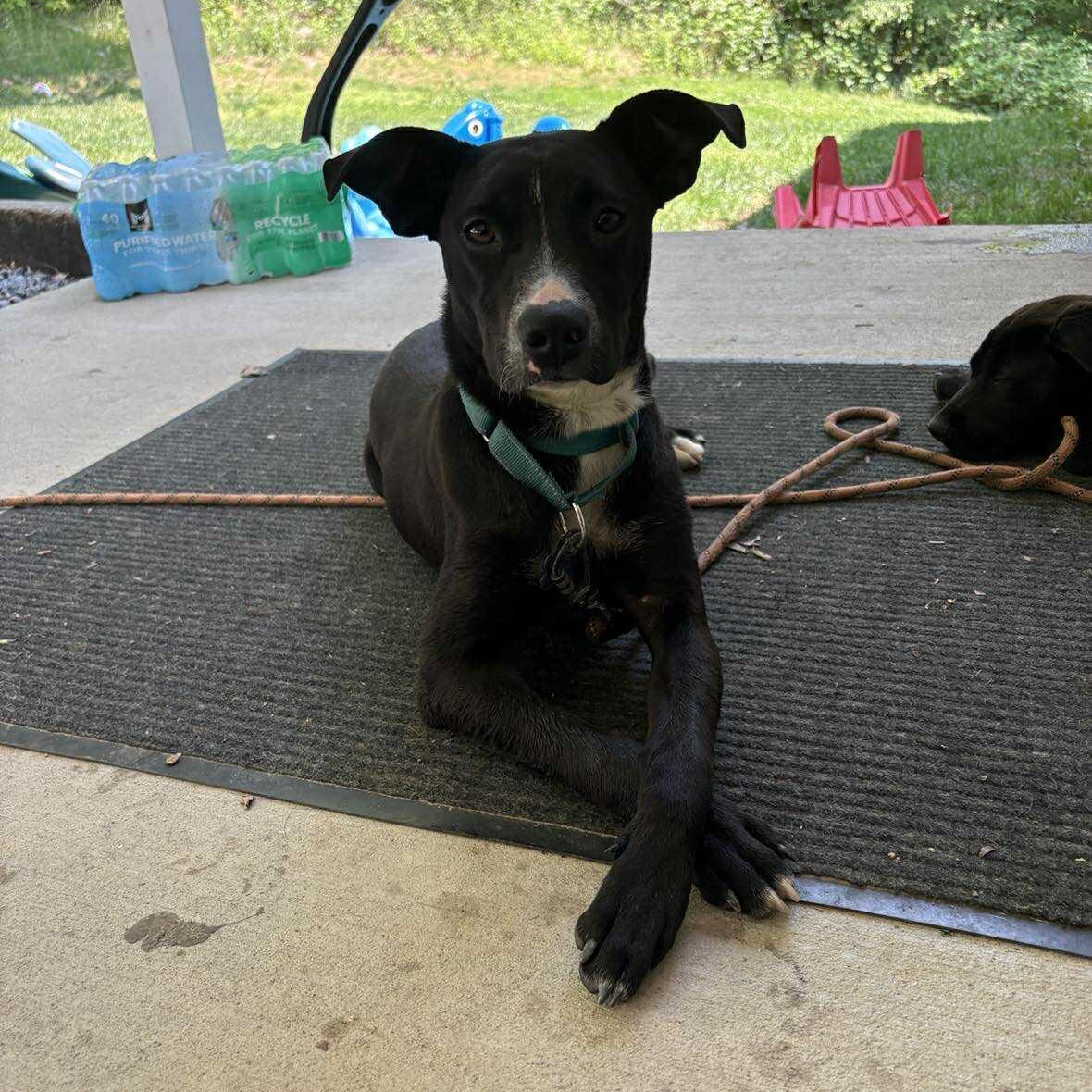 Iggy, a ADOPTABLE Mixed Breed in Wando, SC image 4/6