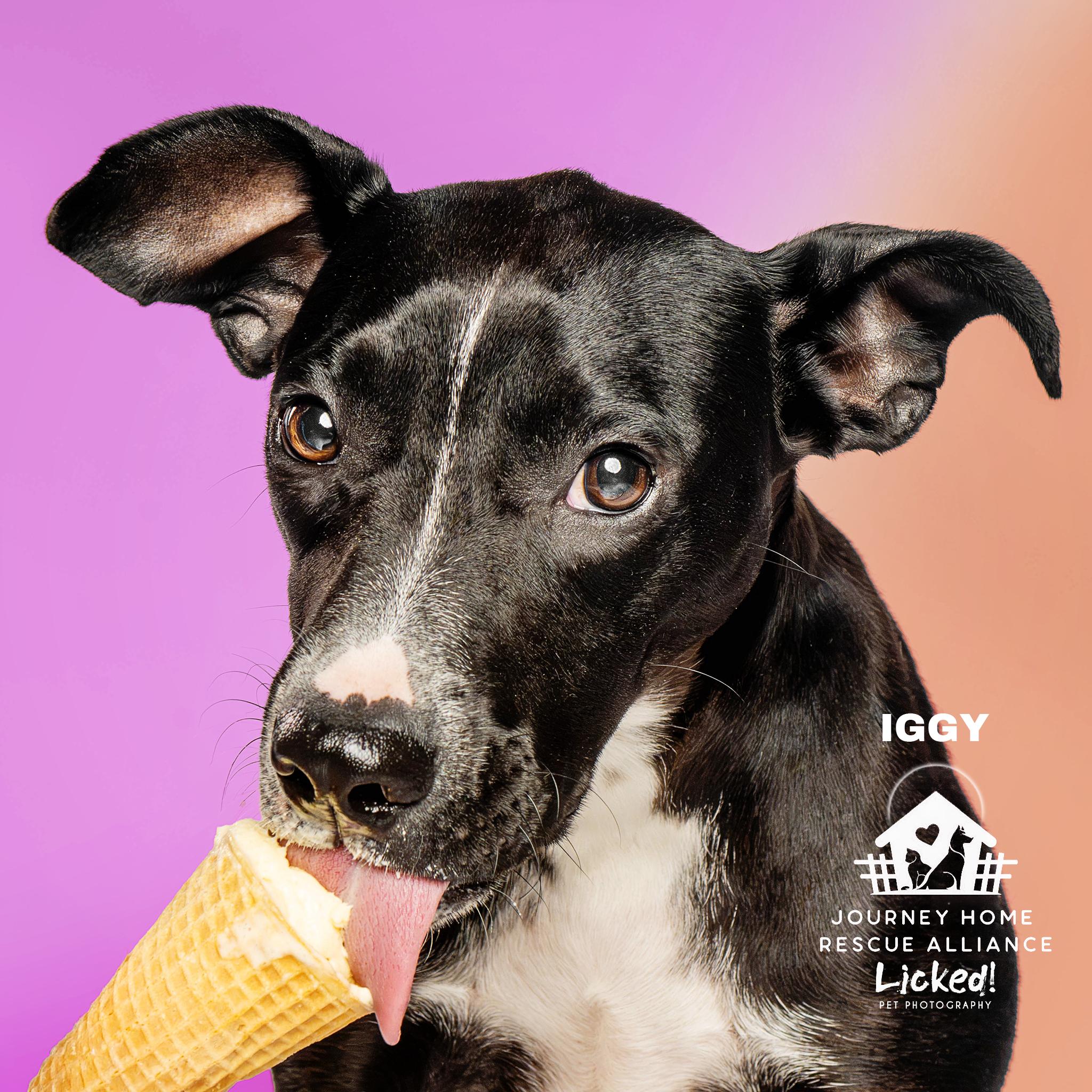 Iggy, a ADOPTABLE Mixed Breed in Wando, SC image 6/6