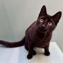 Enlarge Benny, a Adoptable Domestic Short Hair in Santa Cruz, CA image 4/5