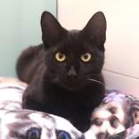 Benny, Adoptable, Young Male Domestic Short Hair.
