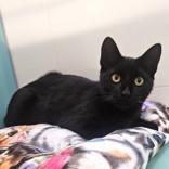 Enlarge Benny, a Adoptable Domestic Short Hair in Santa Cruz, CA image 2/5