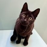 Enlarge Benny, a Adoptable Domestic Short Hair in Santa Cruz, CA image 3/5
