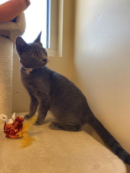Purrmesan, Adoptable, Kitten Male Domestic Short Hair.