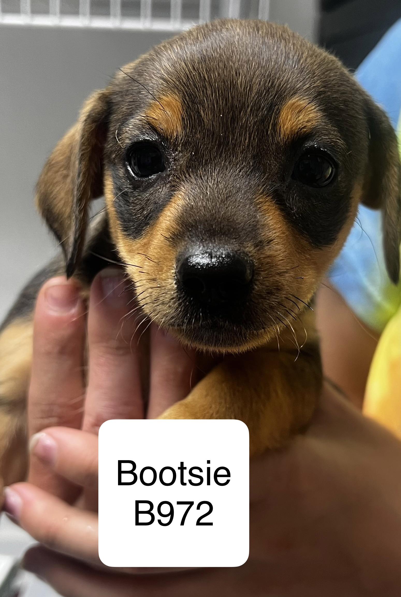 Bootsie, adopted, Puppy Female Shih Tzu & Terrier.