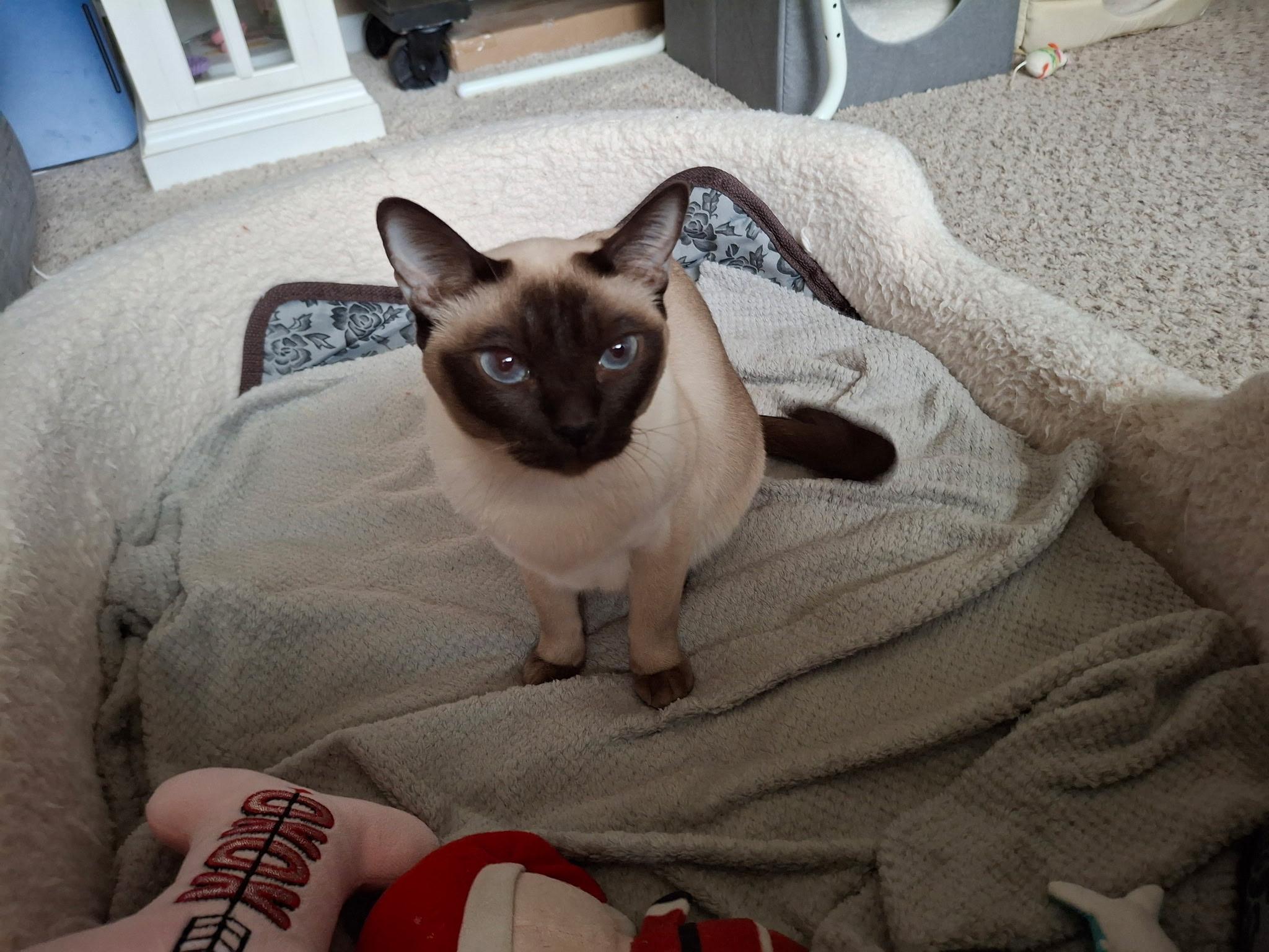 Kazhmir, Adoptable, Adult Male Tonkinese.