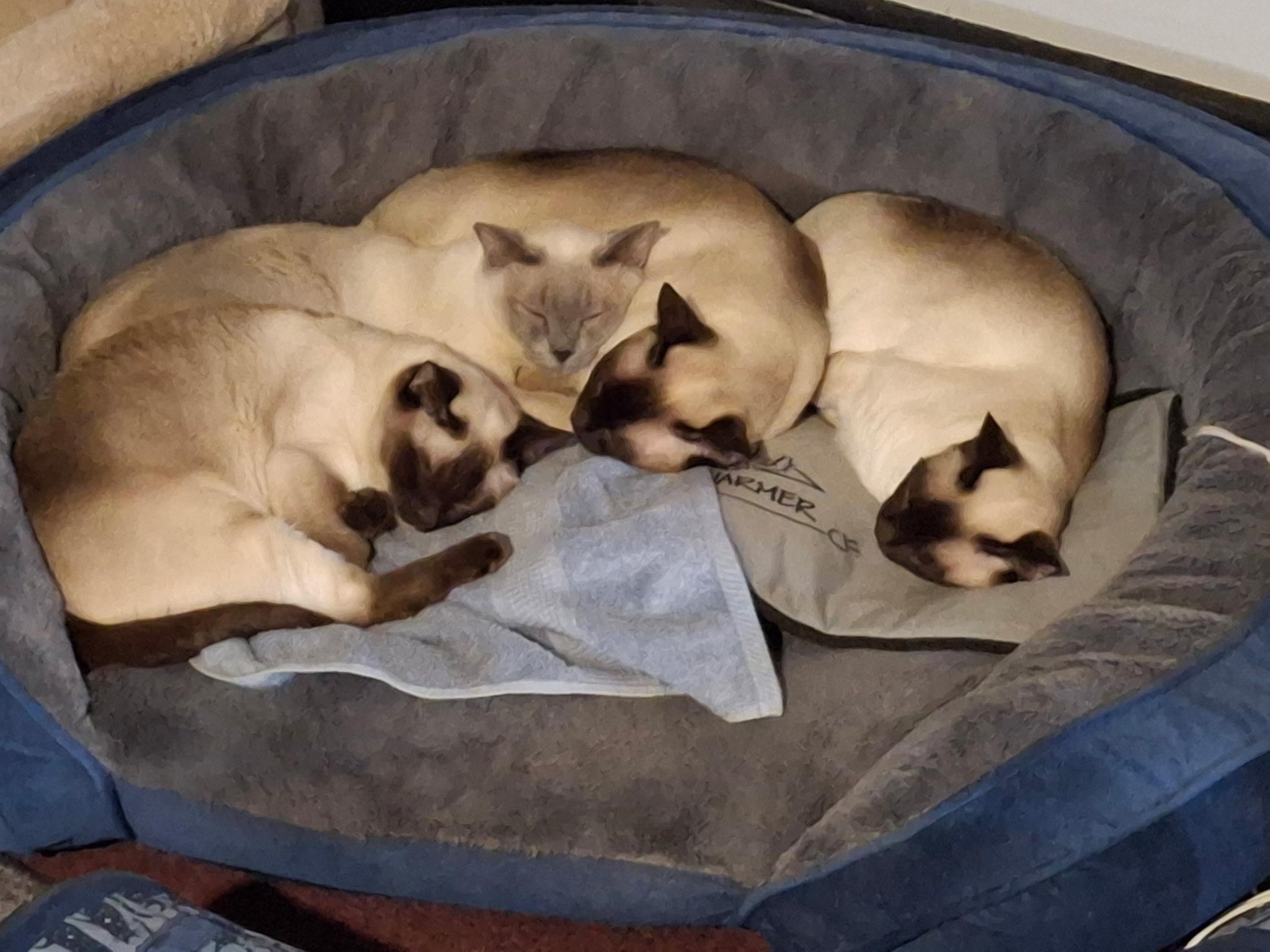 Kazhmir, a Adoptable Tonkinese in Sterling Heights, MI image 2/3