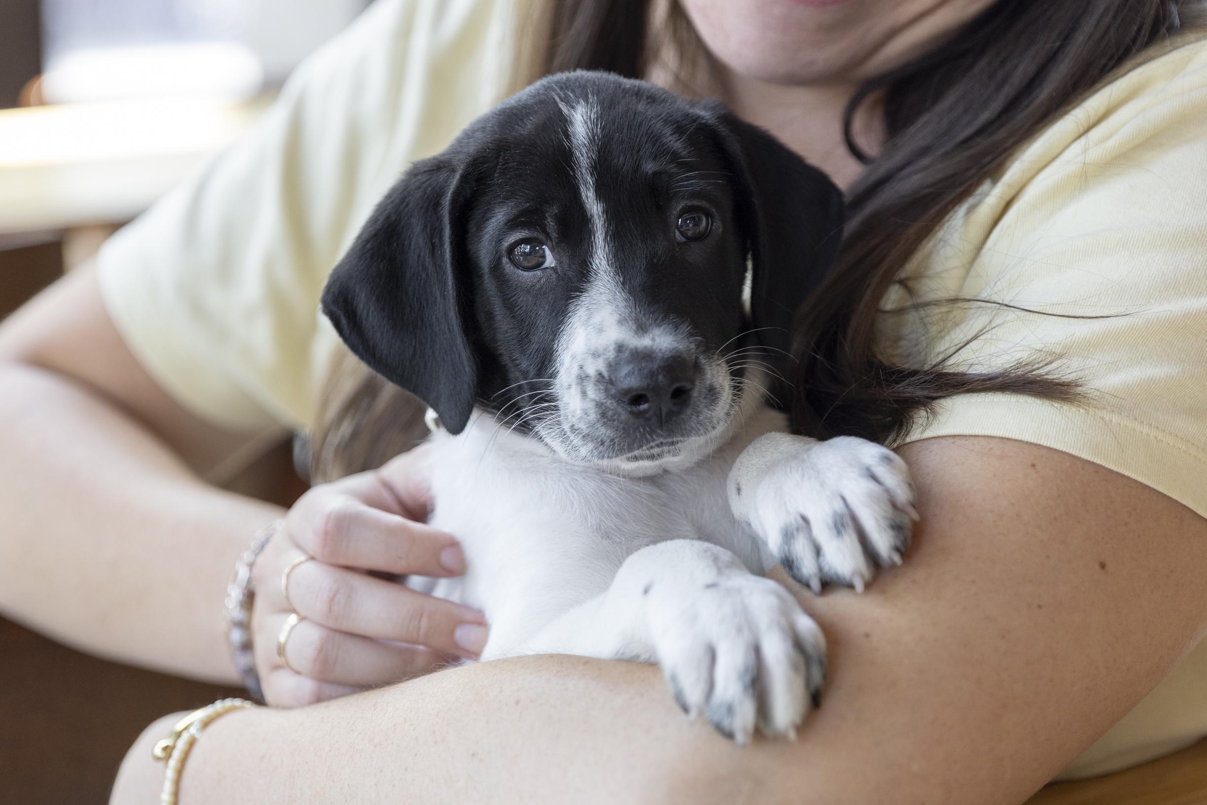 Enlarge Asher, an adoptable mixed breed in Minneapolis, MN image 2/6