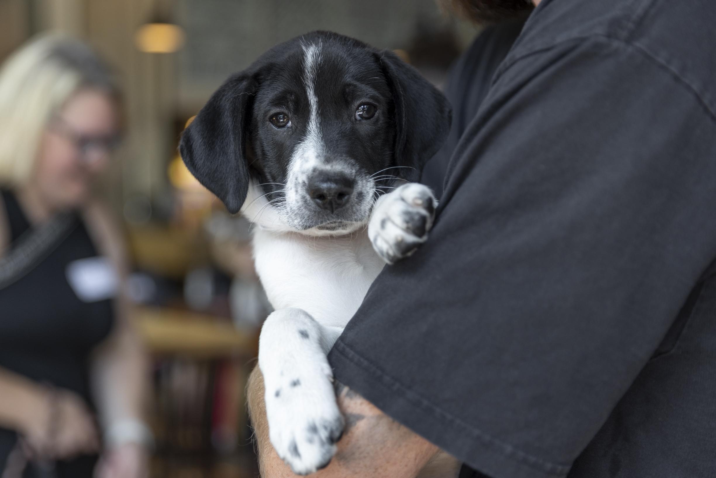 Asher, adoptable, Puppy Male Retriever & Mixed Breed.