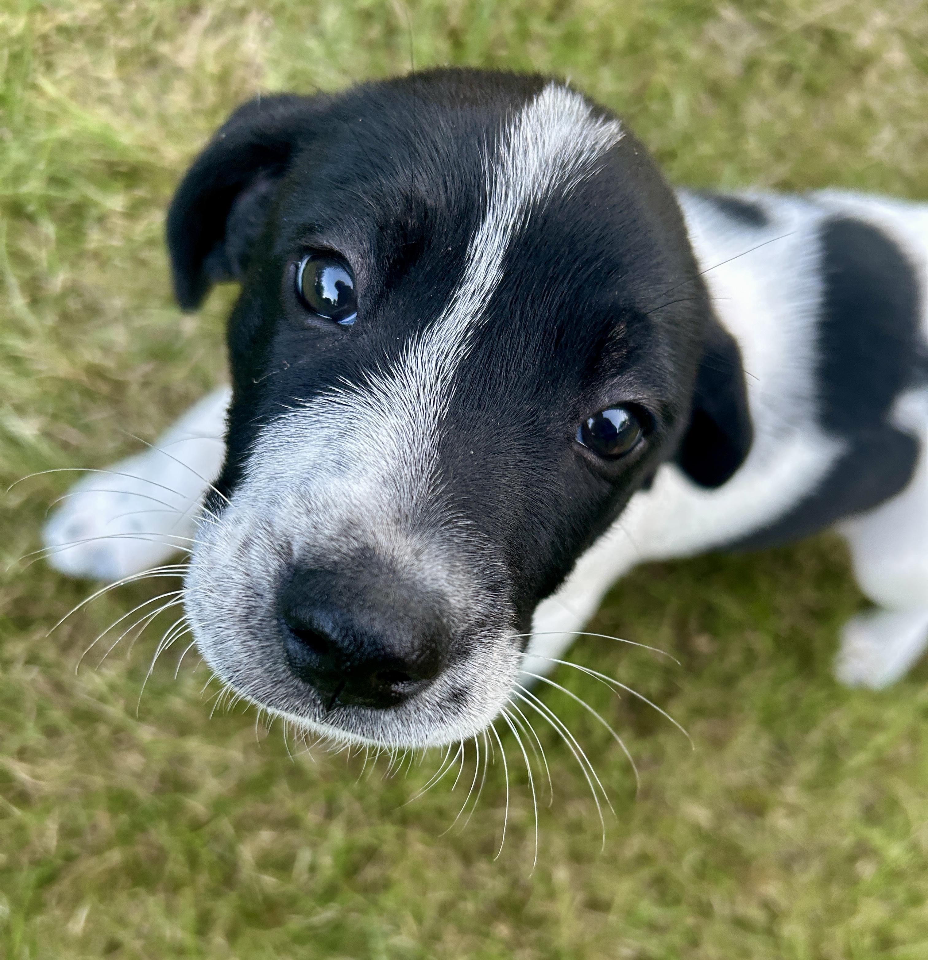 Enlarge Asher, an adoptable mixed breed in Minneapolis, MN image 4/6
