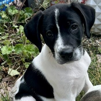 Enlarge Asher, an adoptable mixed breed in Minneapolis, MN image 3/6