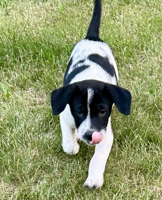 Enlarge Asher, an adoptable mixed breed in Minneapolis, MN image 6/6