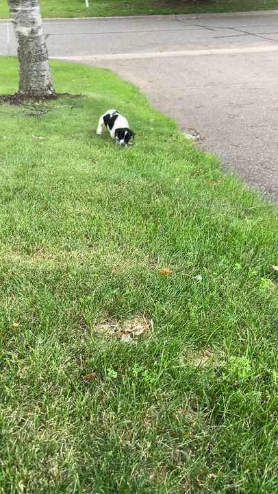 Enlarge Asher, an adoptable mixed breed in Minneapolis, MN video 5/6