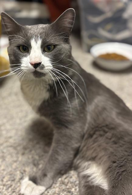 Enlarge Trooper, a ADOPTABLE Domestic Long Hair in Las Vegas, NV image 1/2