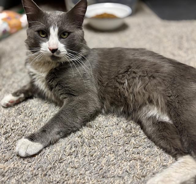 Enlarge Trooper, a ADOPTABLE Domestic Long Hair in Las Vegas, NV image 2/2
