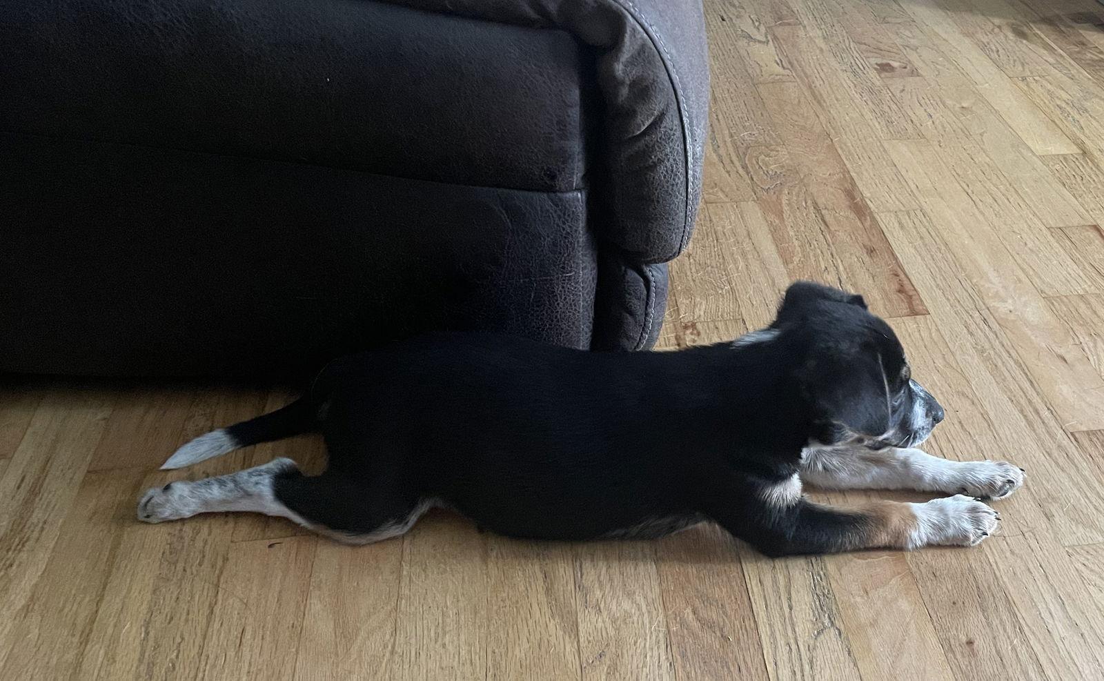 Pearl, a Adopted mixed breed in Fenton, MO image 1/3