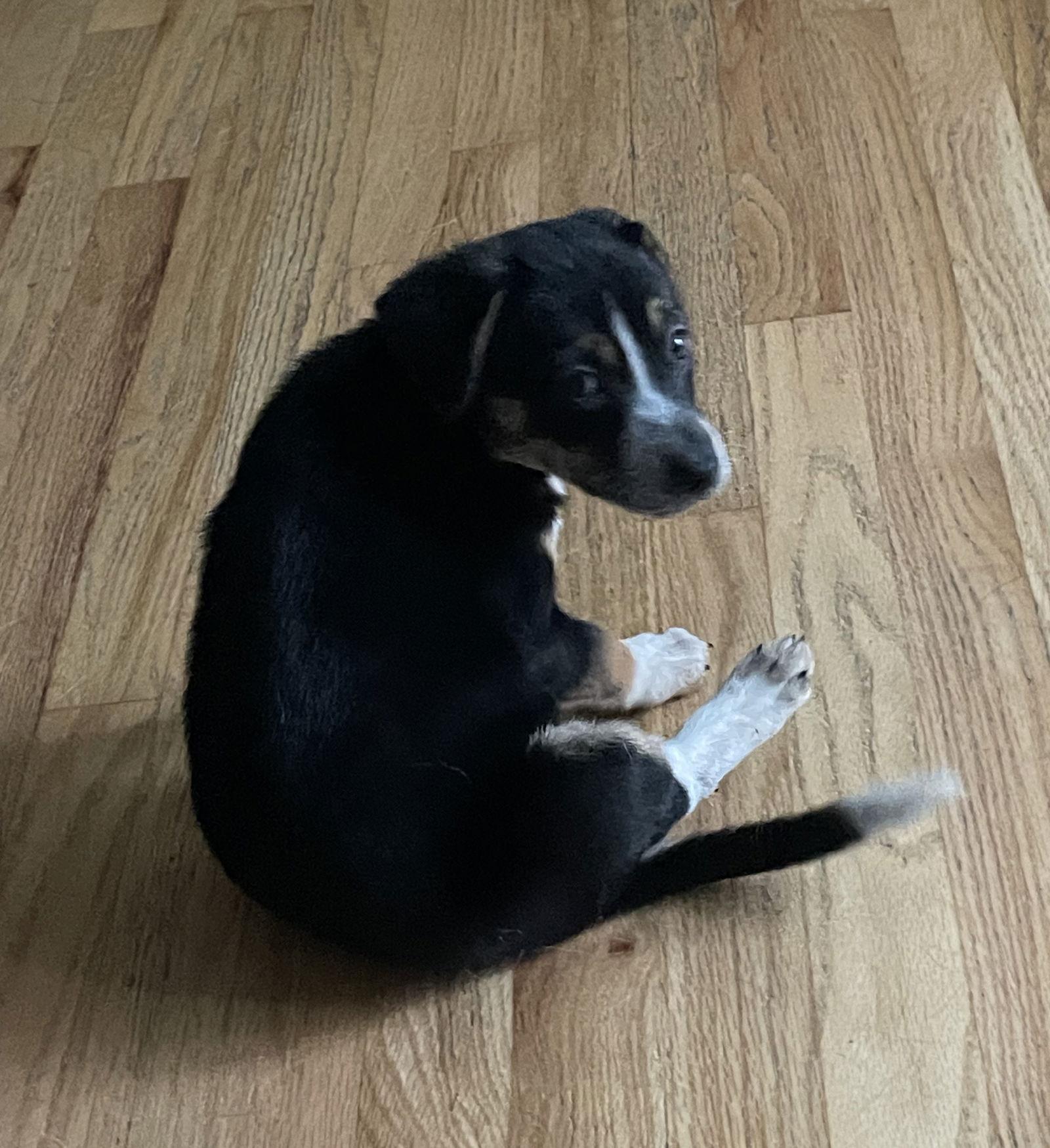 Pearl, a Adopted mixed breed in Fenton, MO image 2/3