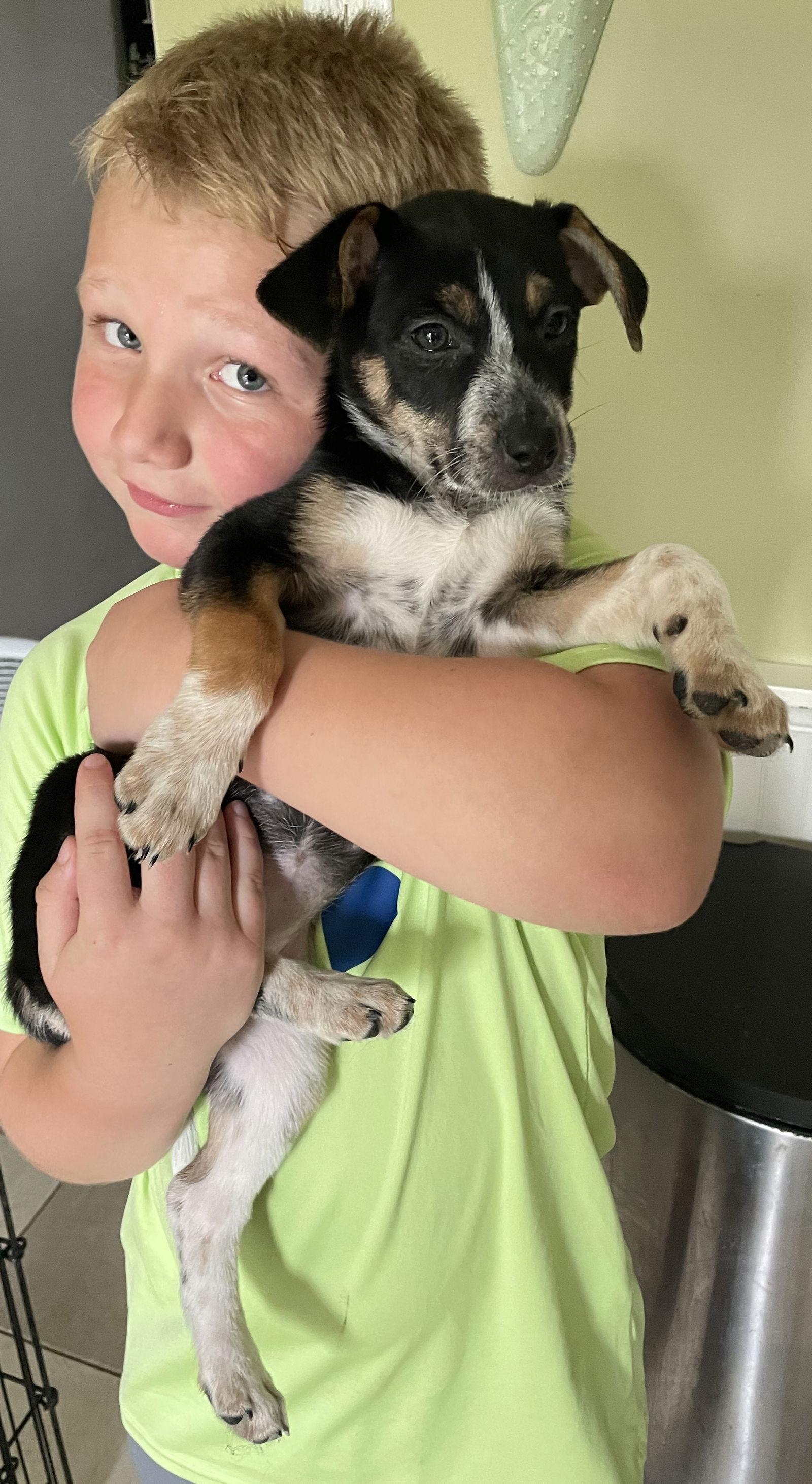 Pearl, a Adopted mixed breed in Fenton, MO image 3/3