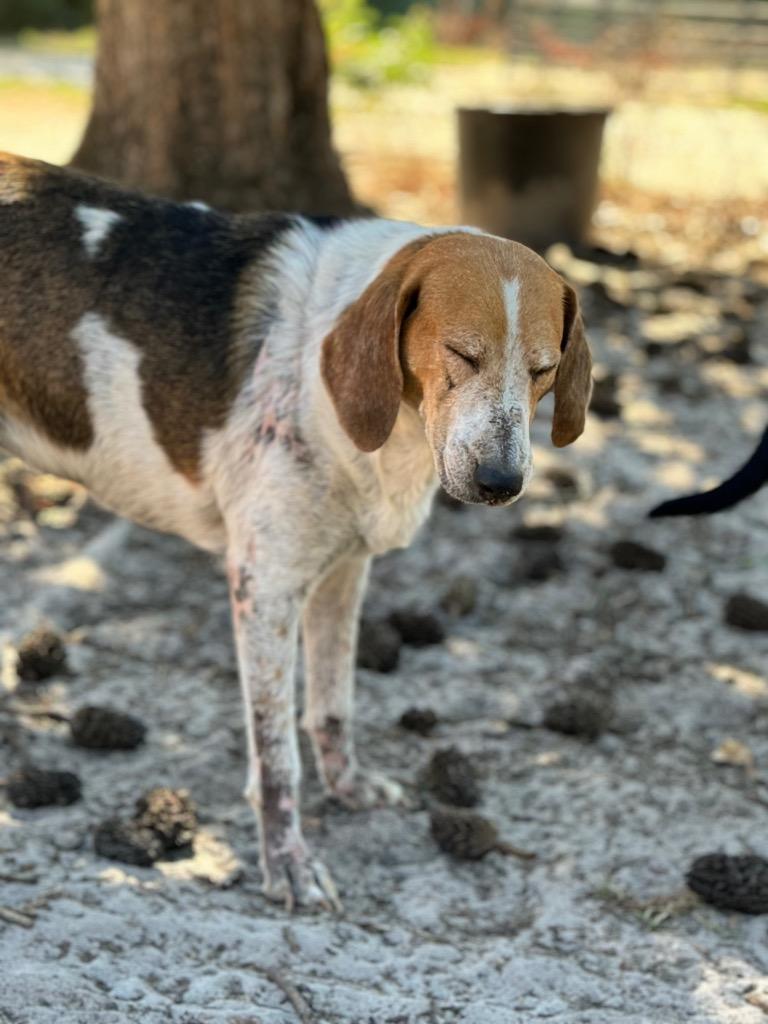 Kay Kay, Adoptable, Adult Female Treeing Walker Coonhound & Mixed Breed.