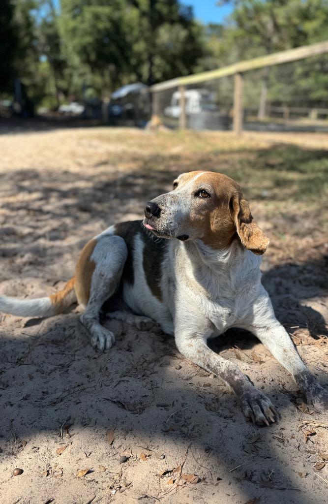 Kay Kay, Adoptable, Adult Female Treeing Walker Coonhound & Mixed Breed.
