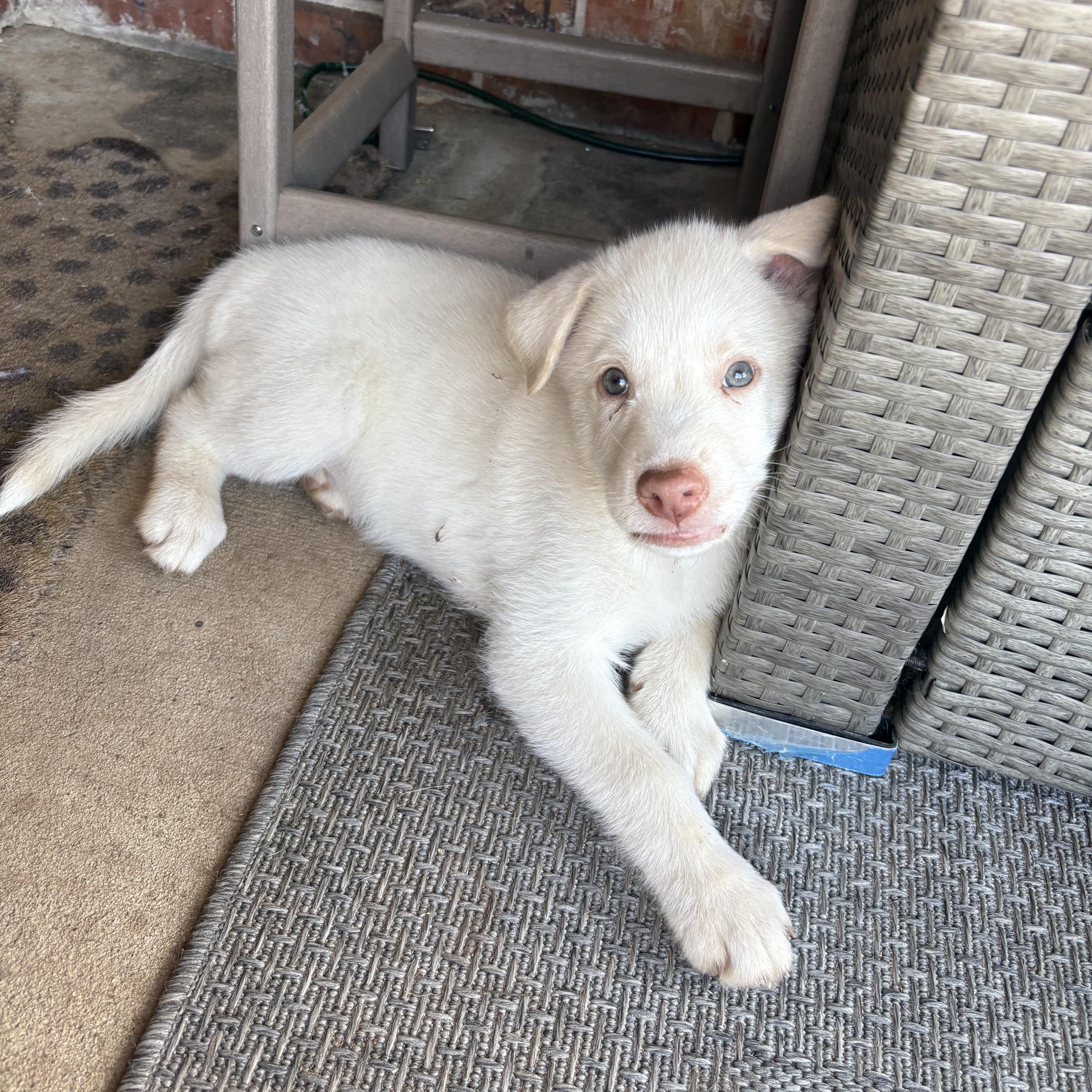Enlarge Jon, a Adoptable mixed breed in Bryan, TX image 2/3