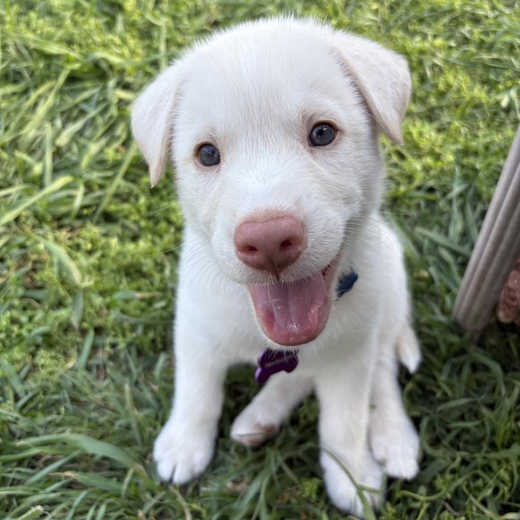 Enlarge Jon, a Adoptable mixed breed in Bryan, TX image 1/3
