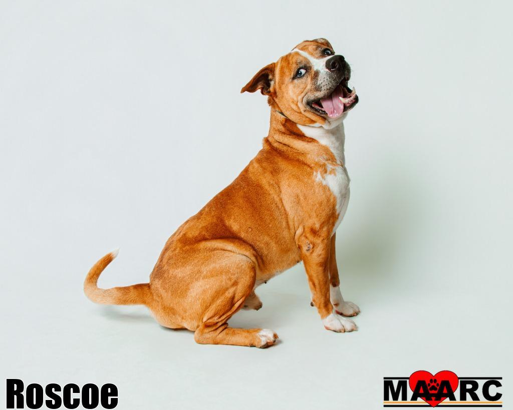 Enlarge Roscoe, a Adoptable mixed breed in Maryville, TN image 1/5