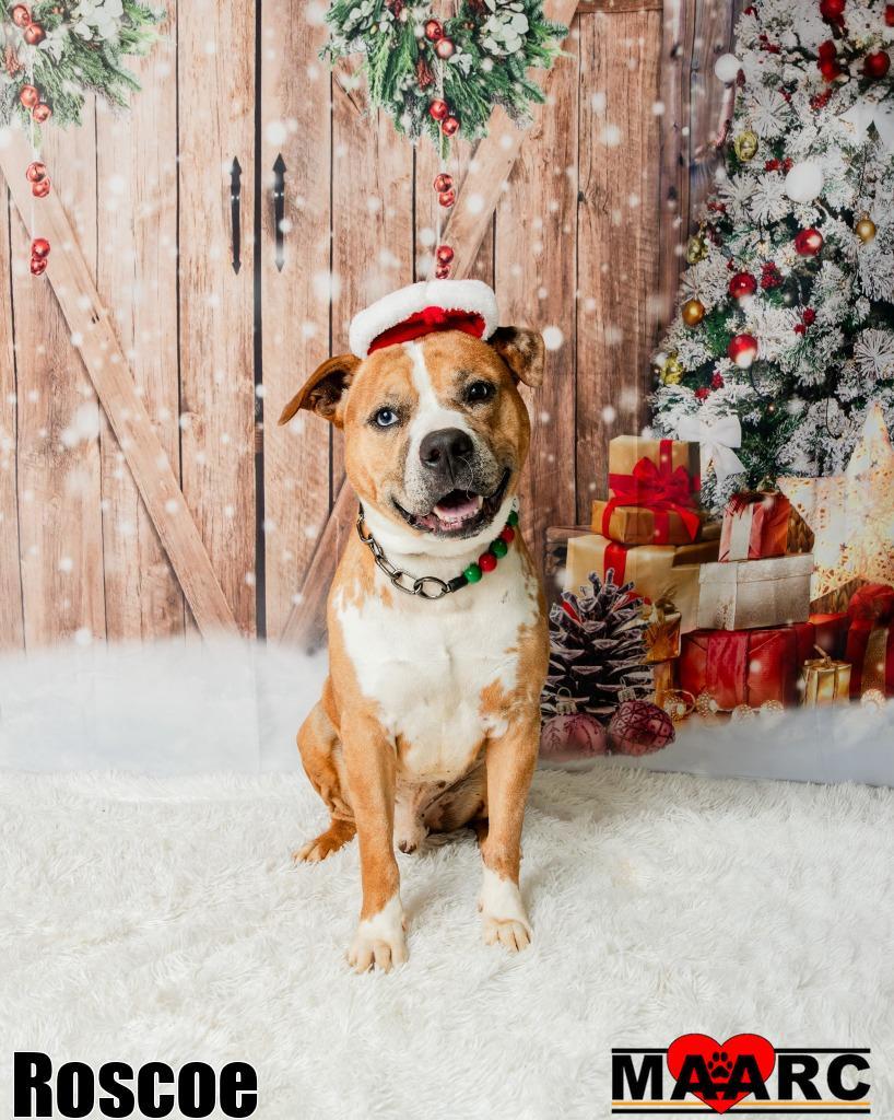 Roscoe, Adoptable, Adult Male American Staffordshire Terrier & Mixed Breed.