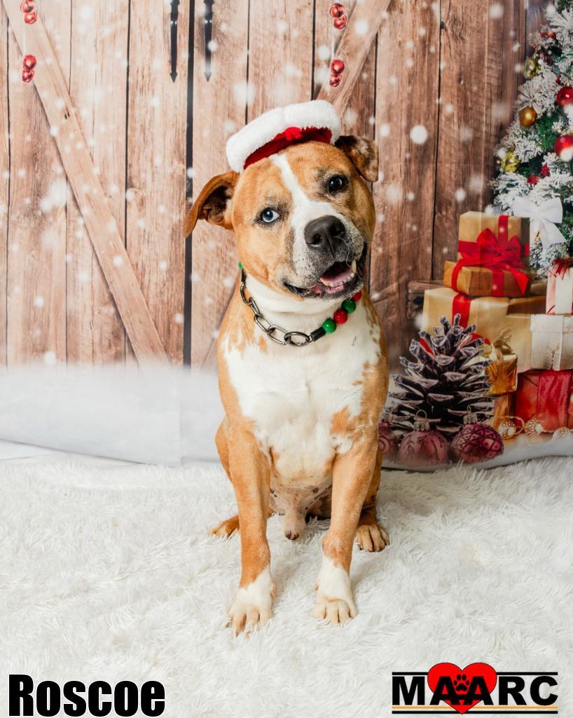 Enlarge Roscoe, a Adoptable mixed breed in Maryville, TN image 2/4