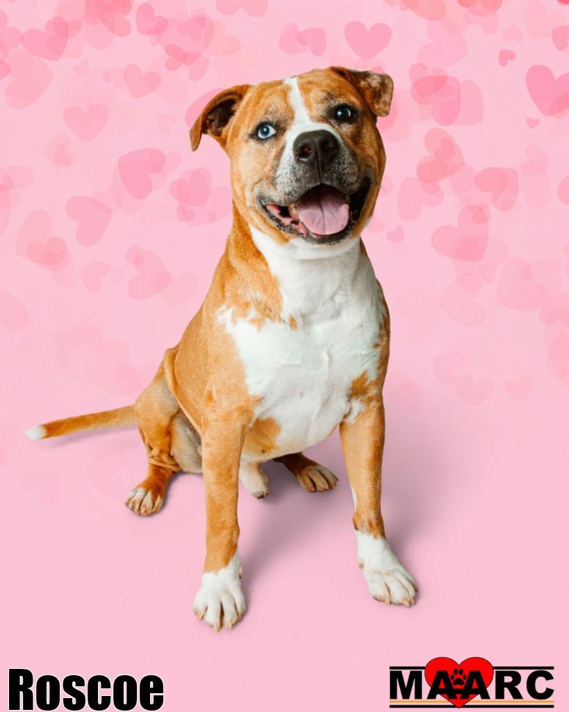 Enlarge Roscoe, a Adoptable mixed breed in Maryville, TN image 2/5