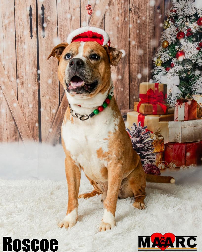 Enlarge Roscoe, a Adoptable mixed breed in Maryville, TN image 3/4