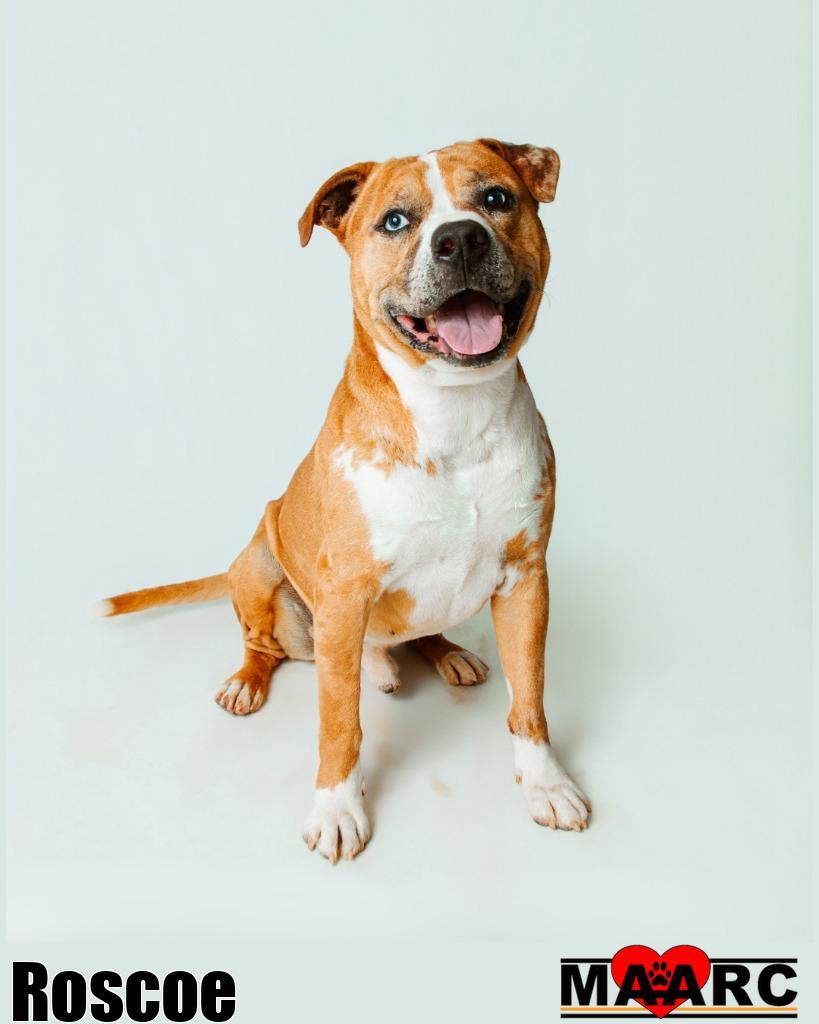 Enlarge Roscoe, a Adoptable mixed breed in Maryville, TN image 3/5