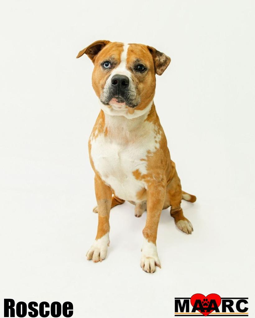 Enlarge Roscoe, a Adoptable mixed breed in Maryville, TN image 4/5