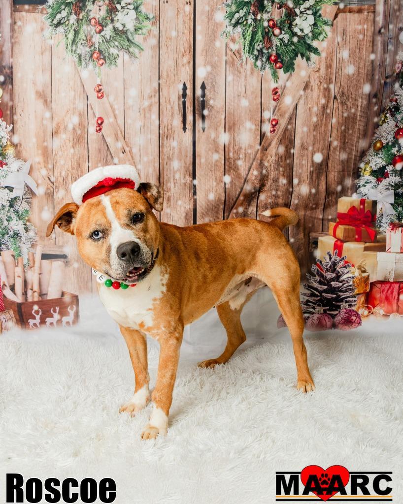 Enlarge Roscoe, a Adoptable mixed breed in Maryville, TN image 4/4