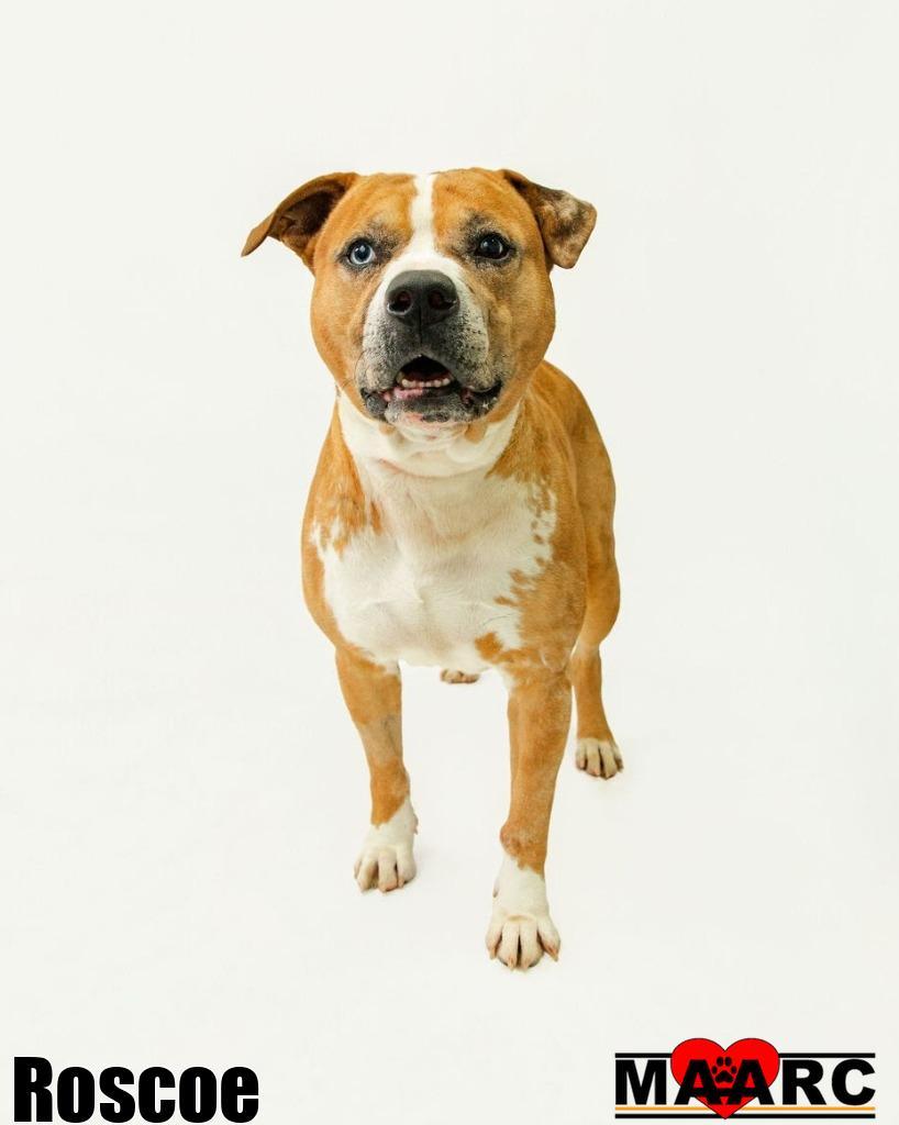 Enlarge Roscoe, a Adoptable mixed breed in Maryville, TN image 5/5