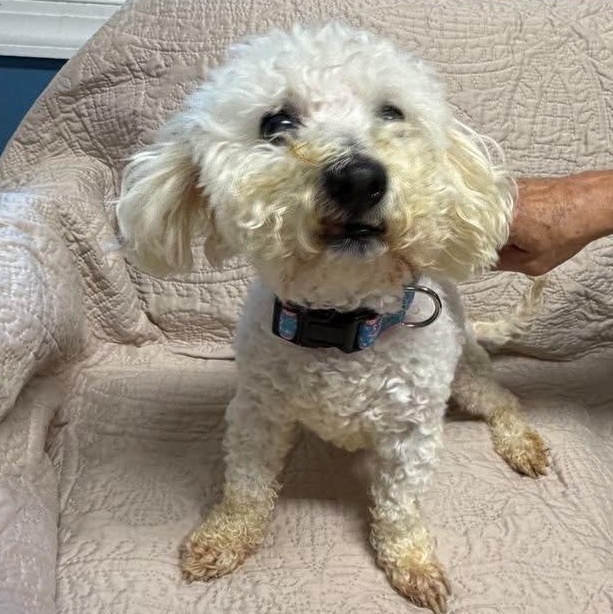 Enlarge Rico, a Adoptable Miniature Poodle in Sunderland, MD image 2/5