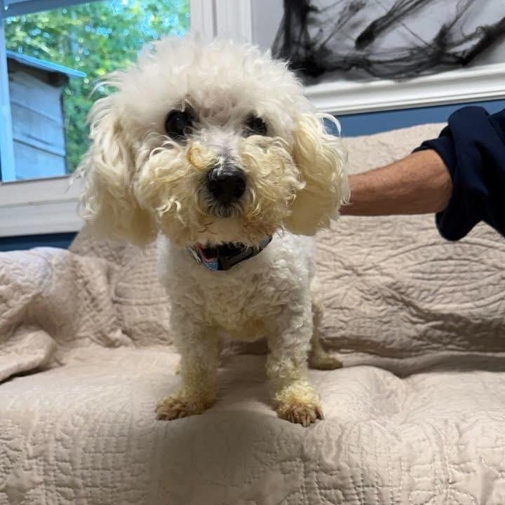 Enlarge Rico, a Adoptable Miniature Poodle in Sunderland, MD image 3/5
