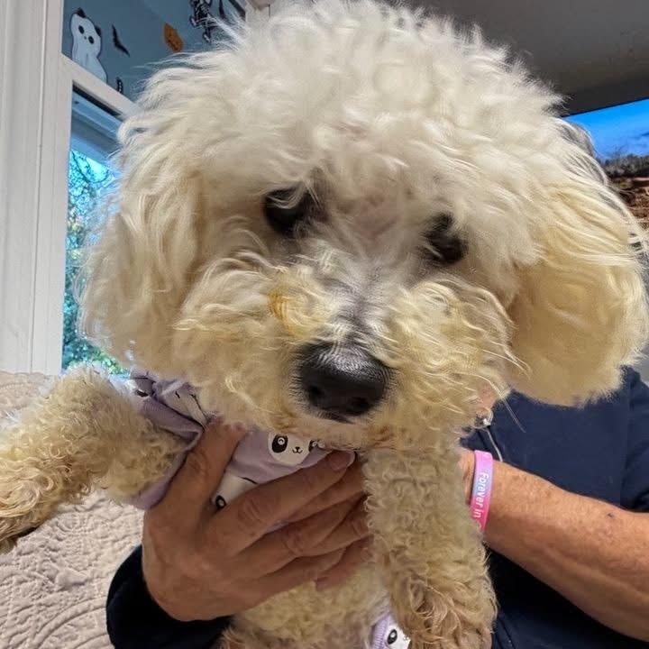 Enlarge Rico, a Adoptable Miniature Poodle in Sunderland, MD image 4/5