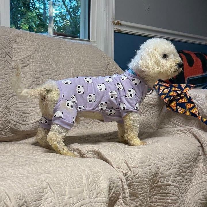 Enlarge Rico, a Adoptable Miniature Poodle in Sunderland, MD image 5/5