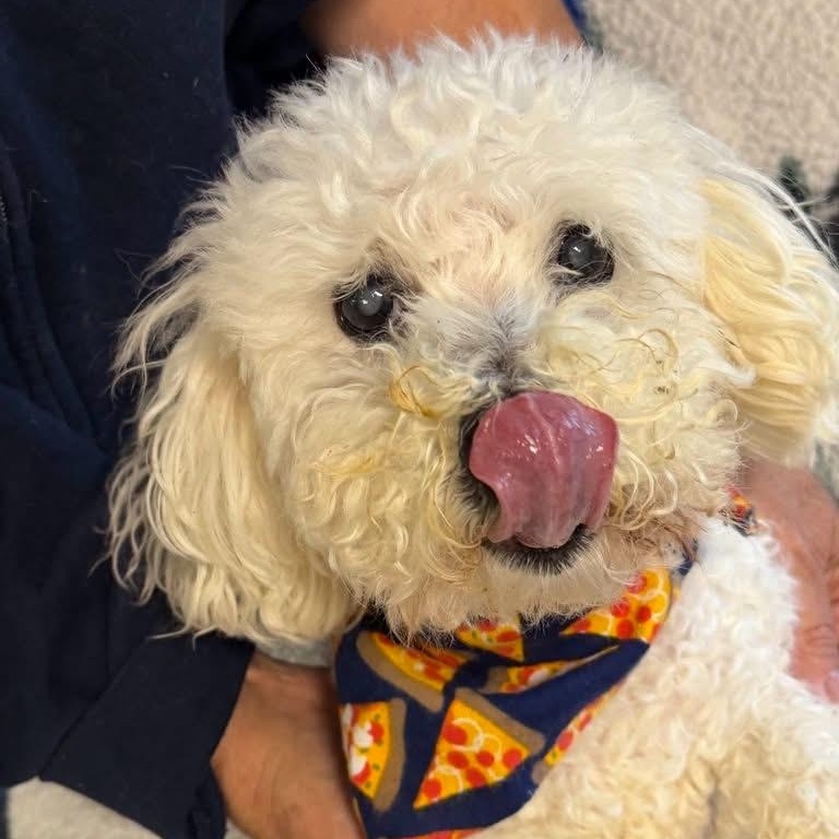 Rico, Adoptable, Adult Male Miniature Poodle.