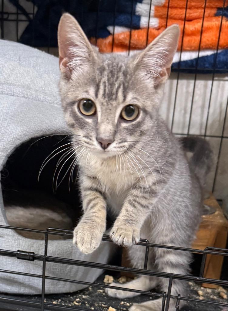 Enlarge Kevin, a Adoptable mixed breed in Evans, GA image 2/6