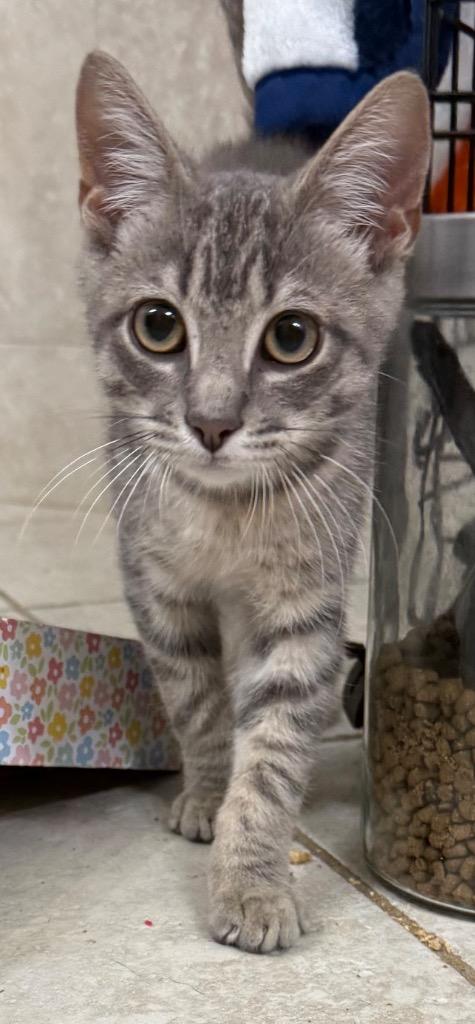 Enlarge Kevin, a Adoptable mixed breed in Evans, GA image 3/6