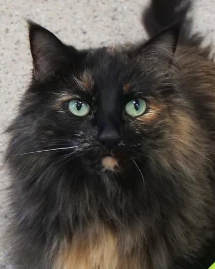 Pria — thumbnail 2