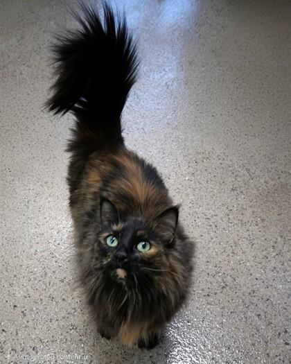 Pria — thumbnail 3