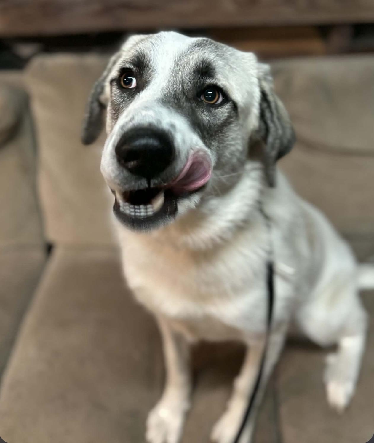 Enlarge Dottie , a ADOPTABLE mixed breed in Pelham, NH image 6/6