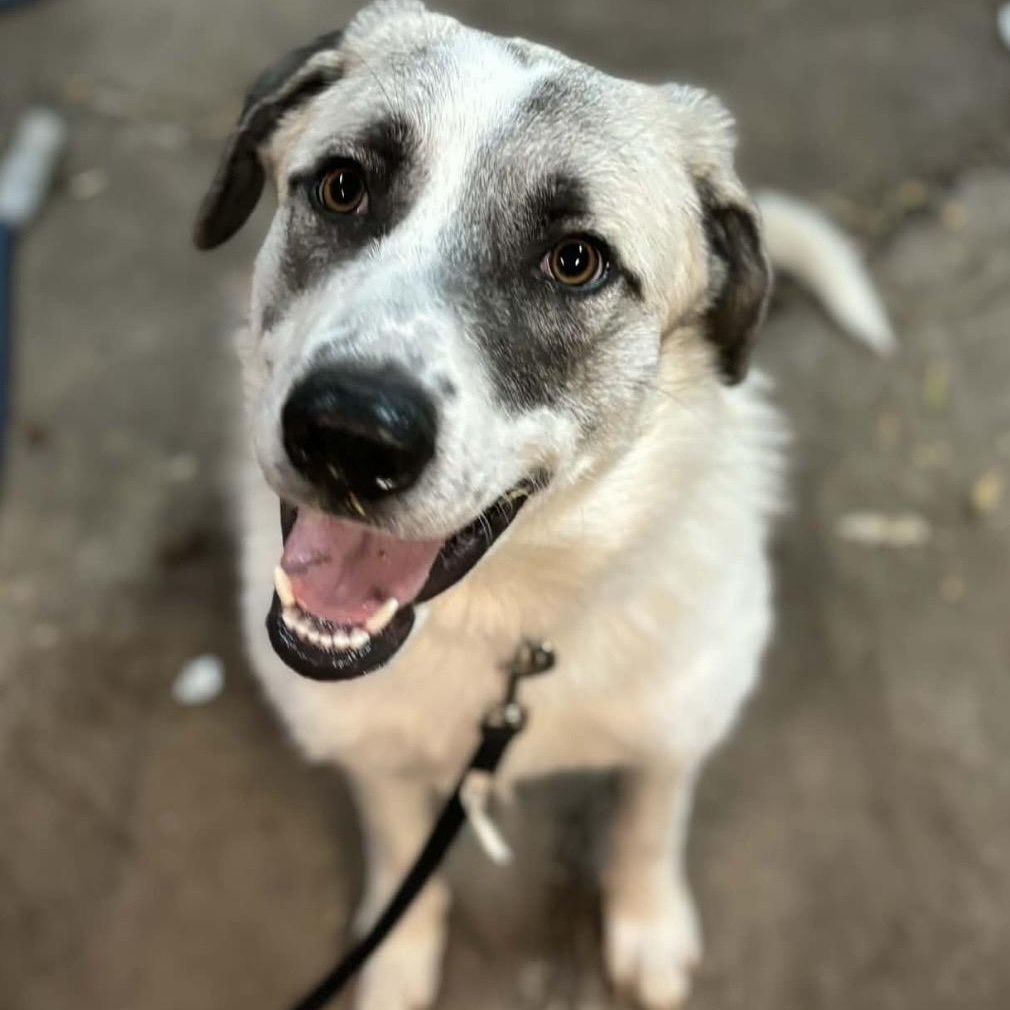 Enlarge Dottie , a ADOPTABLE mixed breed in Pelham, NH image 5/6