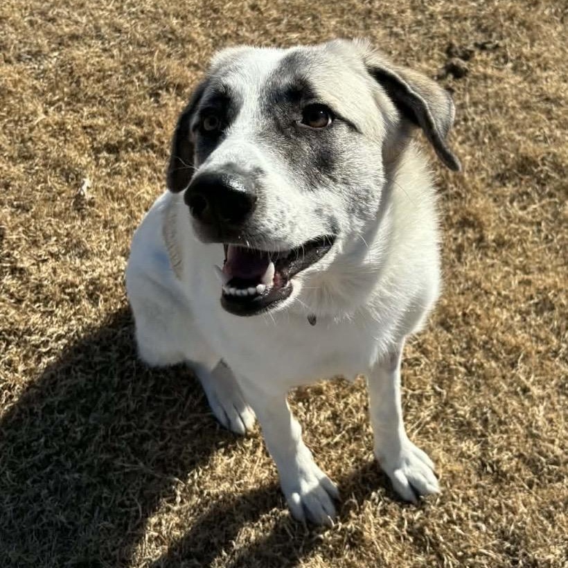 Enlarge Dottie , a ADOPTABLE mixed breed in Pelham, NH image 2/6