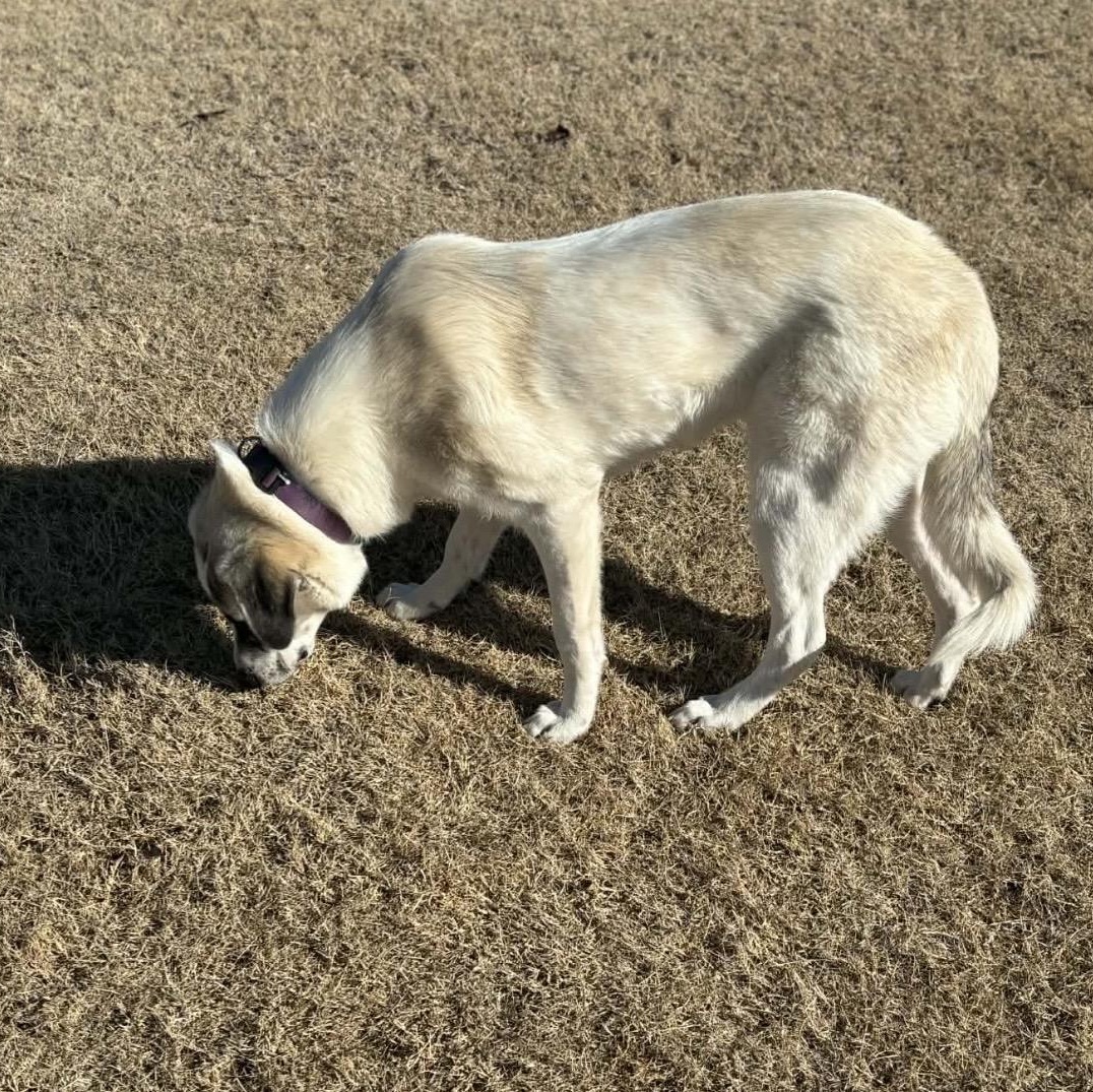 Enlarge Dottie , a ADOPTABLE mixed breed in Pelham, NH image 4/6