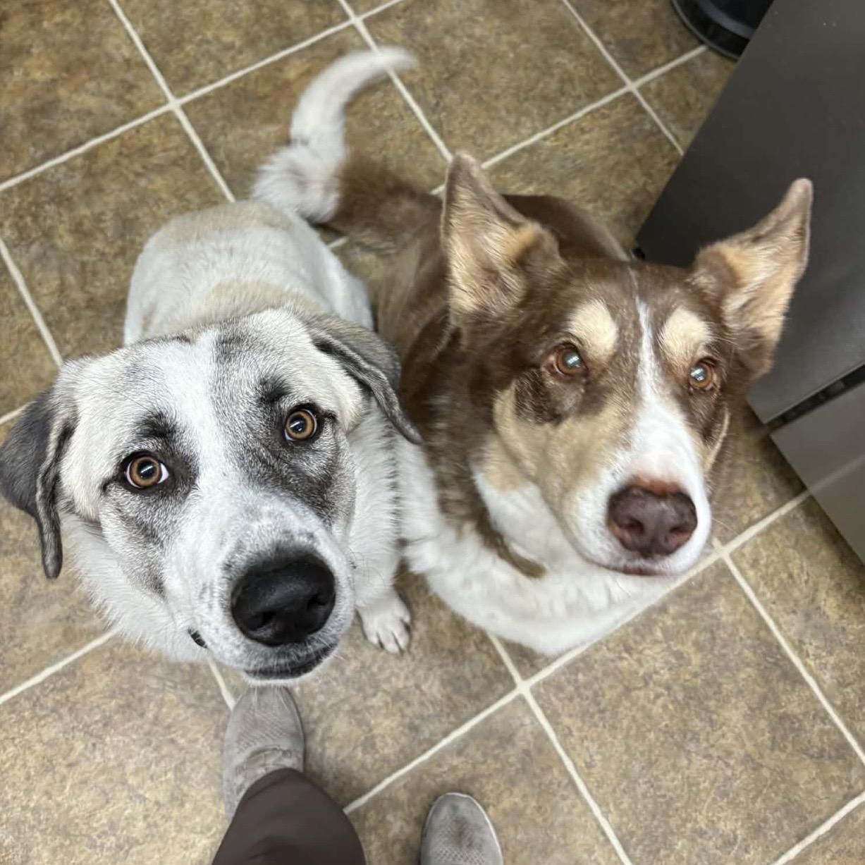 Enlarge Dottie , a ADOPTABLE mixed breed in Pelham, NH image 3/6