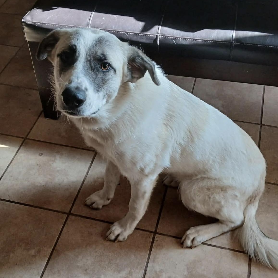 Enlarge Dottie , a ADOPTABLE mixed breed in Pelham, NH image 1/6